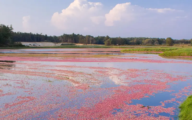 Cranberry bog on Cape Cod