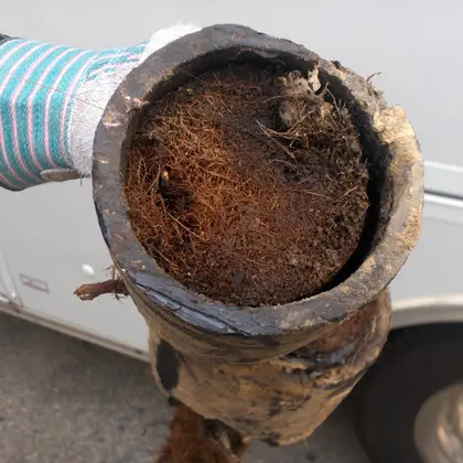 Tree roots pulled out of a clogged drain line